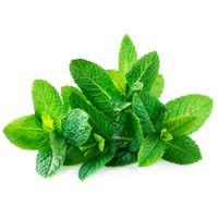 HORTELA-IRINEU-UN.---1179098