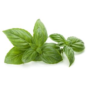 MANJERICAO-IRINEU-UN.---1179101 MANJERICAO-IRINEU-UN.---1179101