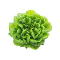 MINI-ALFACE-HIDROPONICA-LABELA---2517507