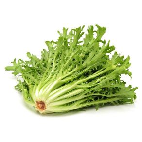 CHICORIA-IRINEU-UN---740373 CHICORIA-IRINEU-UN---740373